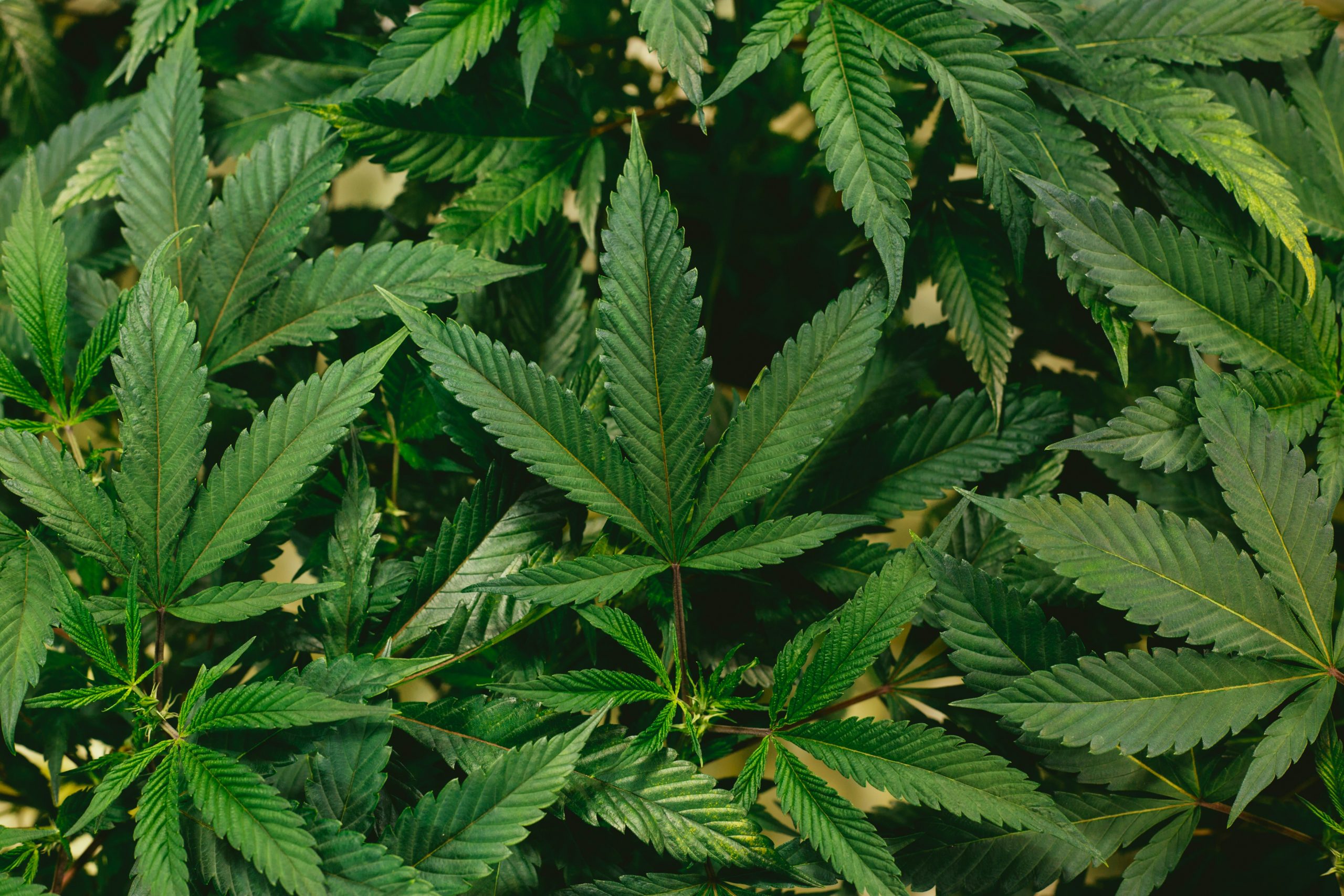 SOMAÍ: Advancing Medical Cannabis in the UK
